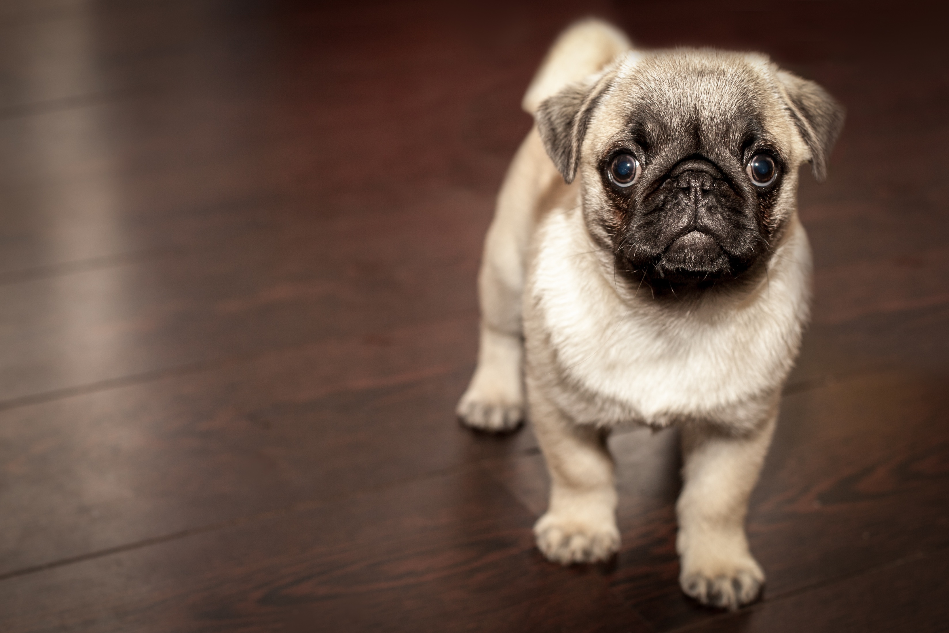 puppy- wood floor- pets