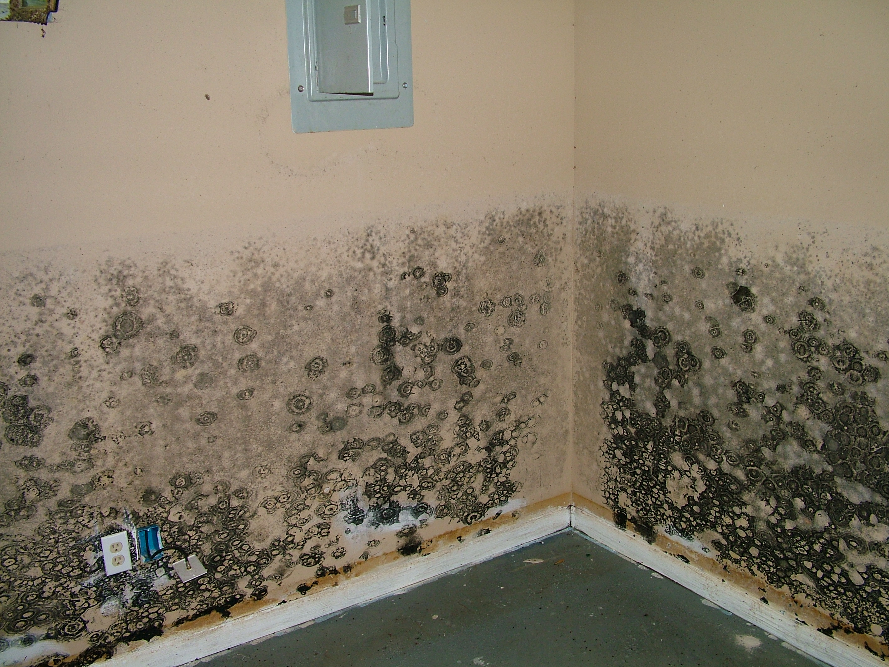Black Mold on wet drywall