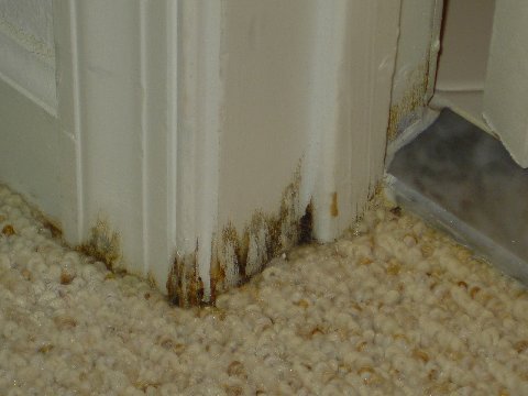 Mold on Door Jam coming from water in Carpet and subfloor