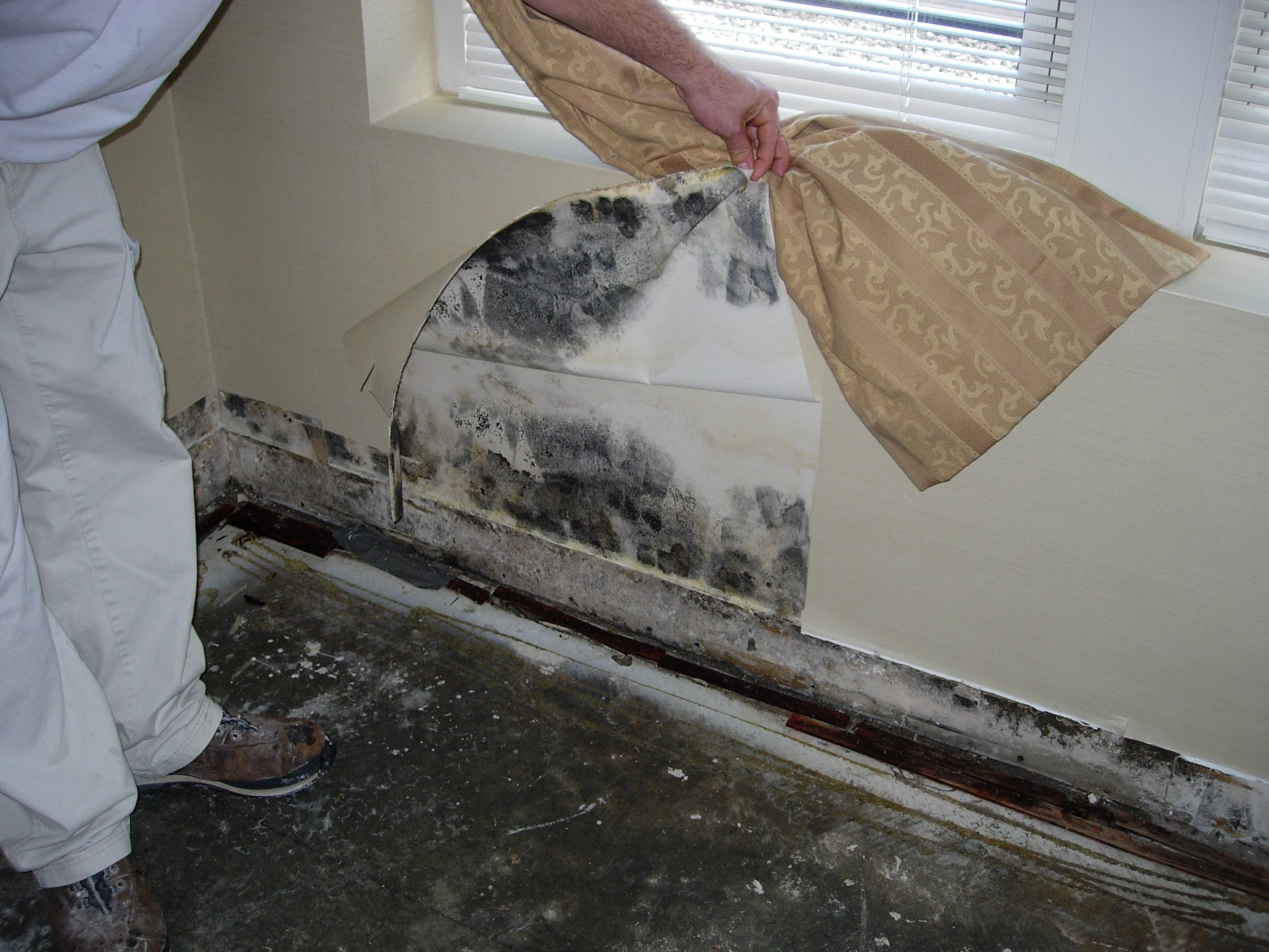 Black mold growing behind wall paper