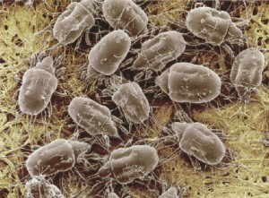 Dust Mites in Carpeting