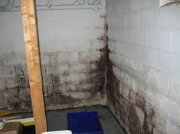 Basement Mold-Growth