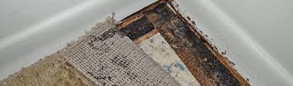 Mold Growth underneath Carpeting