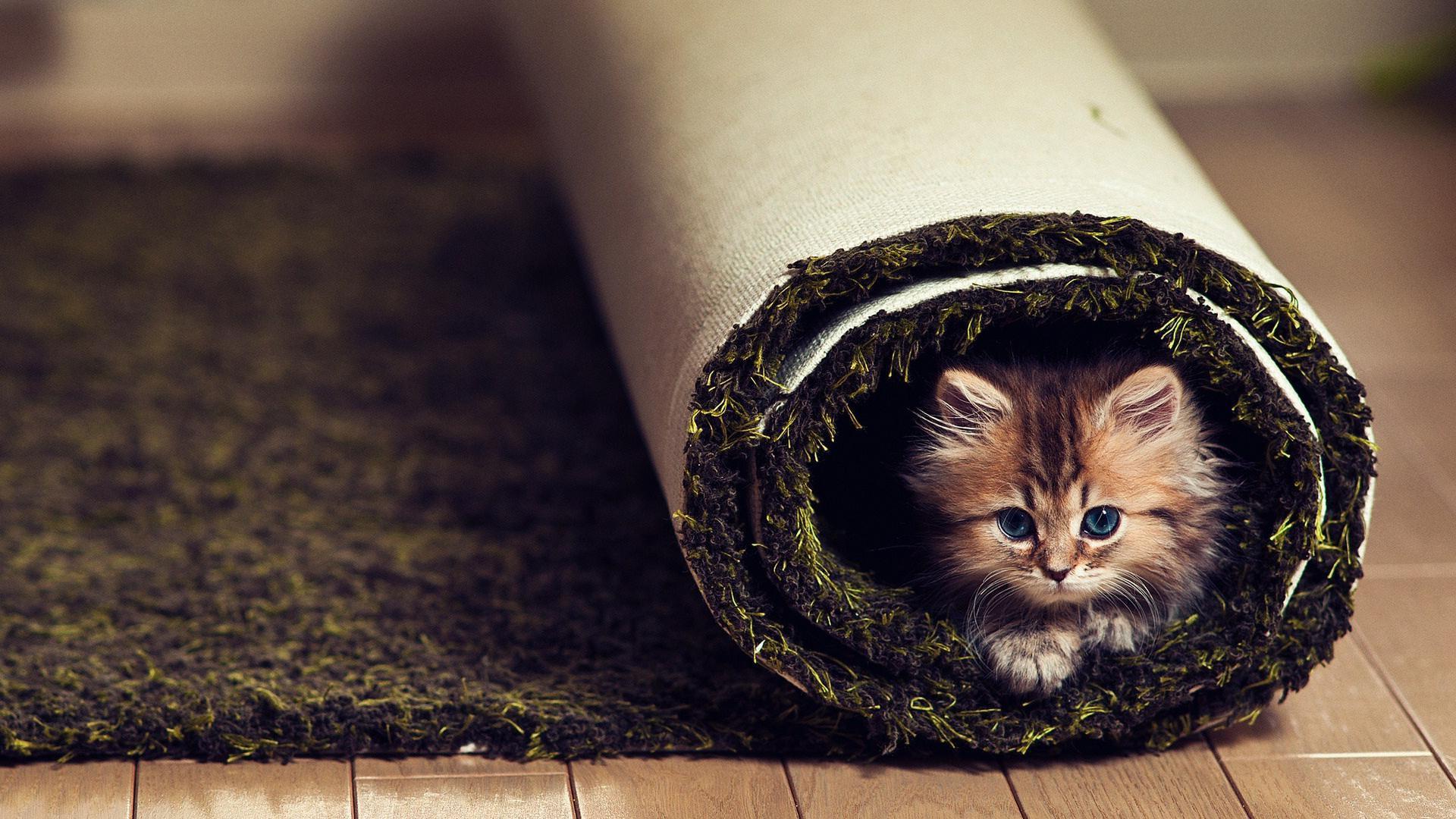 carpet - kitten