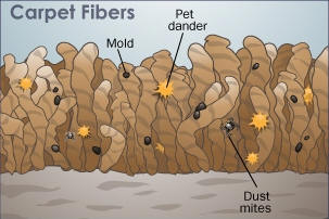 Carpet Fibers containing Mold, Dander and Dust Mites